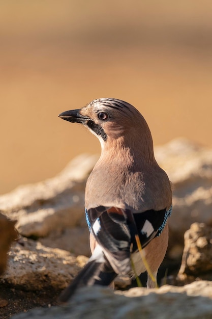 Sójka zwyczajna (Garrulus glandarius) Kordoba, Hiszpania