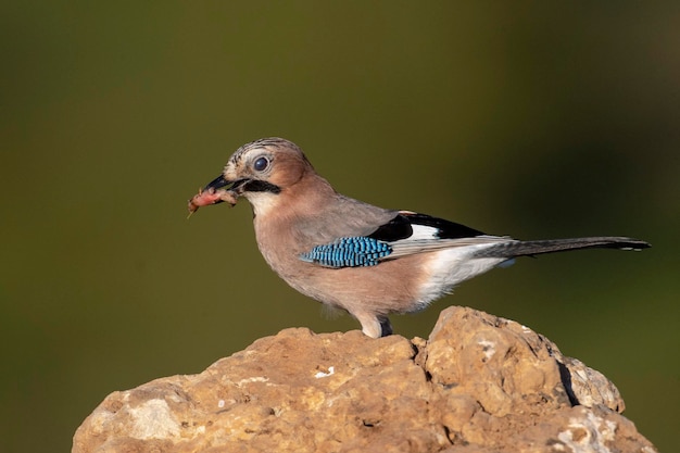 Sójka zwyczajna (Garrulus glandarius) Kordoba, Hiszpania