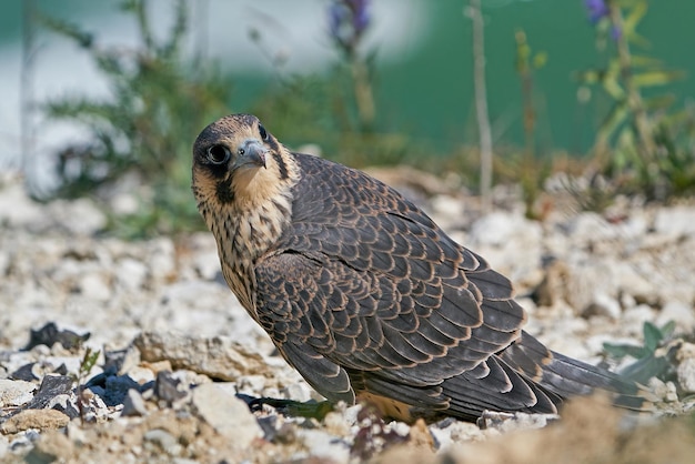 Sokół wędrowny Falco peregrinus Młode osobniki