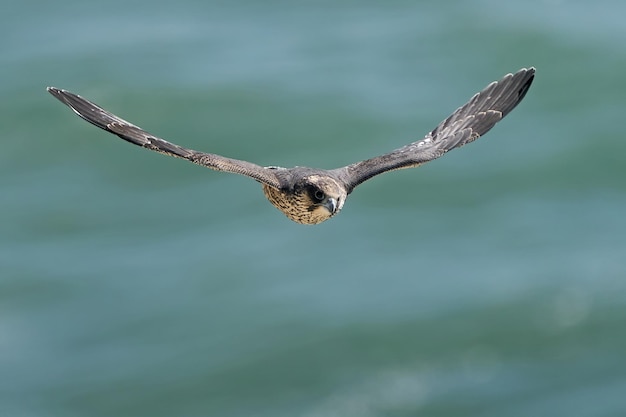 Sokół wędrowny Falco peregrinus Młode osobniki