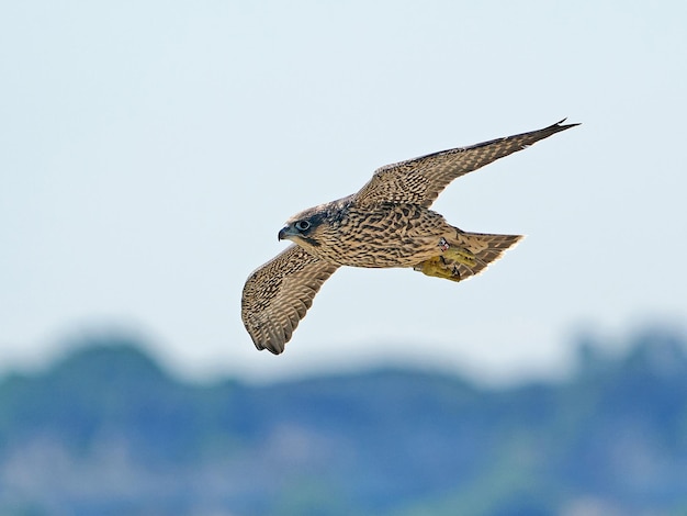 Sokół wędrowny Falco peregrinus Młode osobniki