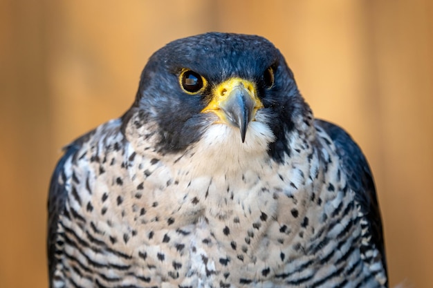 Sokół Wędrowny Falco Peregrinus Portret Ptaka Drapieżnego