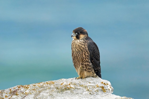 Sokół wędrowny Falco peregrinus