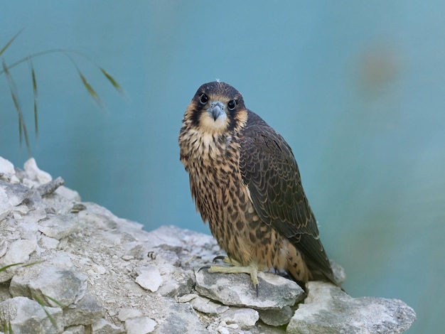 Sokół wędrowny Falco peregrinus