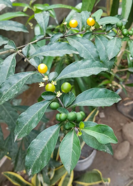 Solanum diphyllum Roślina pod kątem zbliżenia