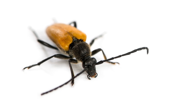 Soldier Beetle Przed Białą Powierzchnią