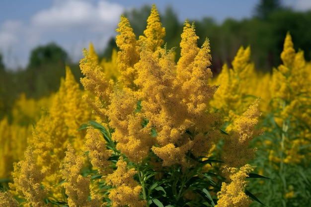 Zdjęcie solidago potocznie zwany nawłocią to gatunek rośliny kwitnącej z rodziny astrowatych