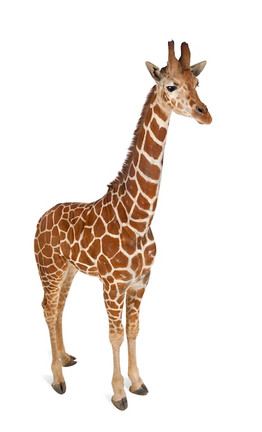 Somalijska żyrafa, powszechnie znana jako żyrafa siatkowana, Giraffa camelopardalis reticulata, stojący na białej ścianie na białym tle