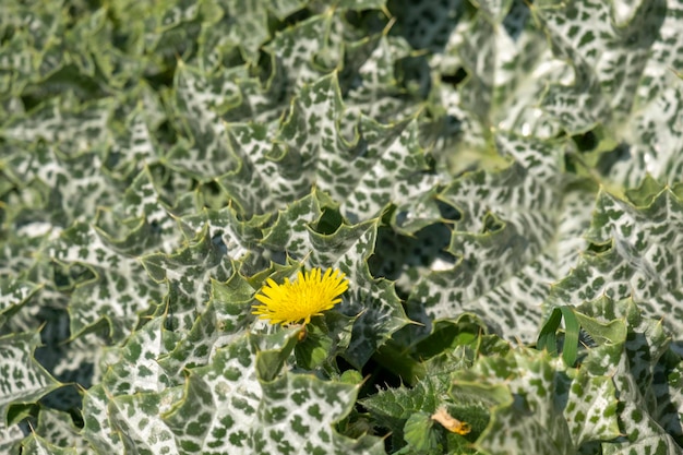 Sonchus oleraceus to gatunek rośliny kwitnącej z plemienia mniszka lekarskiego