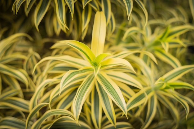 Song Of India Flowers