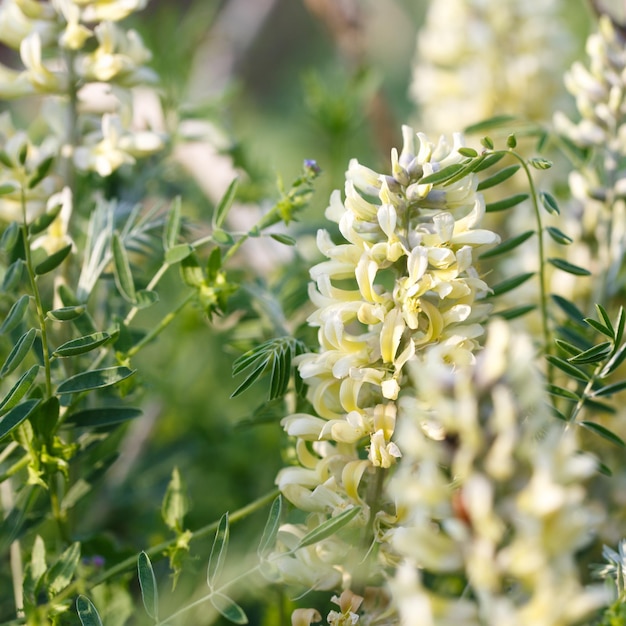 Sophora wyczyniec Sophora alopecuroides Sophora vulgaris wieloletnie zioło lecznicze Gatunek z rodzaju Sophora z rodziny motylkowatych Fabaceae