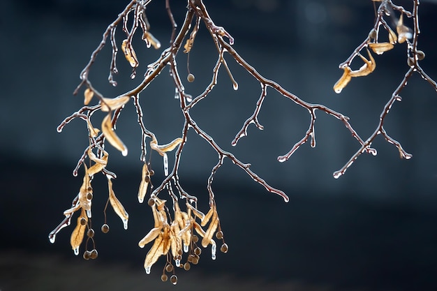 Sople na lodowych gałęziach lipy sezon zmian temperatury i zimowa pogoda jesienią