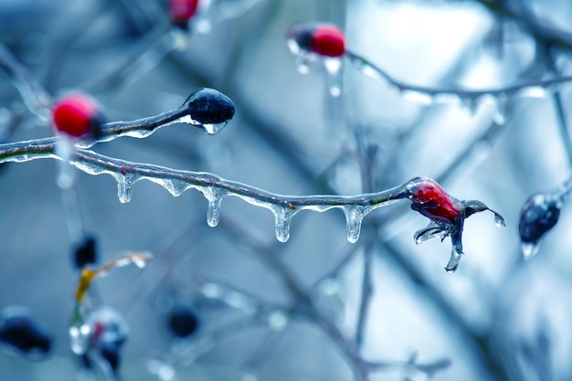 Sople na oblodzonych gałęziach drzew zmieniają sezon temperaturowy i zimową pogodę jesienią