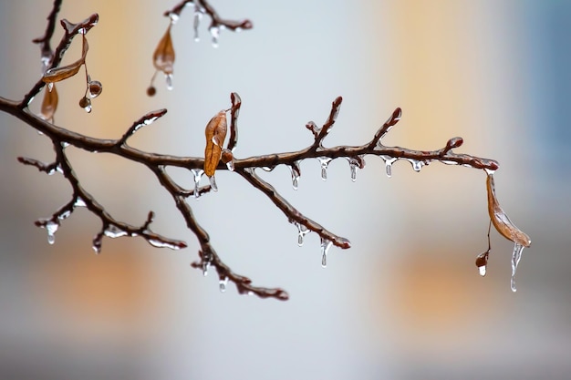 Sople na oblodzonych gałęziach drzew zmieniają sezon temperaturowy i zimową pogodę jesienią