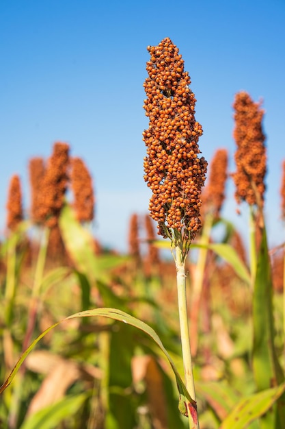 Sorgo lub jaglany środek pola niebieskiego nieba tło