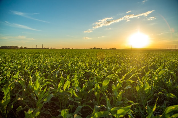 Sorgo zachód słońca