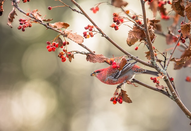 Sosna grosbeak, enukleator Pinicola, ptak płci męskiej żywiący się jagodami Sorbus