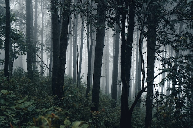 Sosna leśna w Azji, Droga do lasu w mglisty dzień