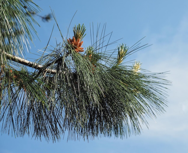 Sosna (Pinus Pinaceae)