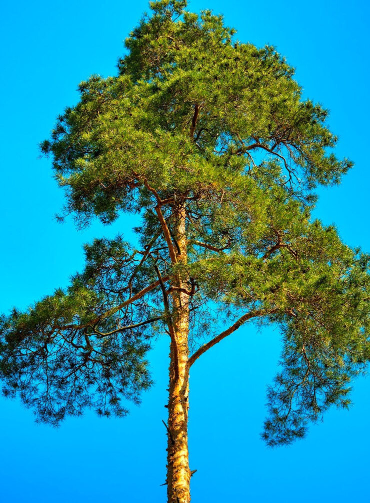 Zdjęcie sosna szczegółowo natura tło hd