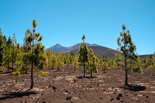 Sosnowy gaj w parku przyrody Teide