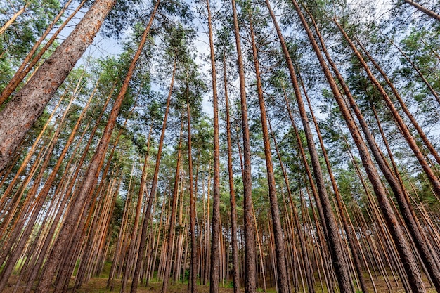 Sosnowy Las Drzewa Natura Zielone Drewno światło Słoneczne Tła