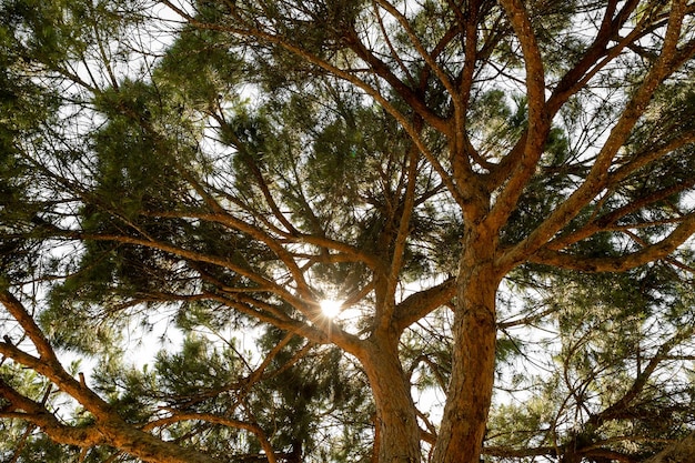 Sosnowy las drzewa natura zielone drewno światło słoneczne tła