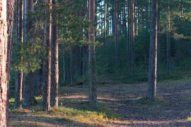 Sosnowy las o świcie Przyroda Karelii