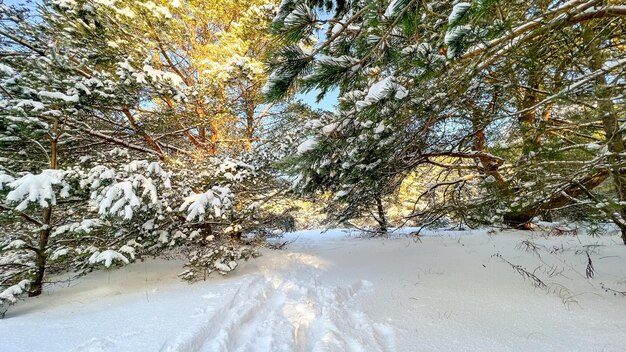 Sosnowy las po obfitych opadach śniegu pokryty kleszczową pokrywą śnieżną. Piękny atmosferyczny słoneczny dzień w naturalnym lesie iglastym.