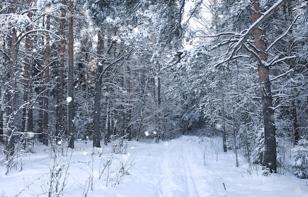 Sosnowy las po silnej burzy śnieżnej w słoneczny zimowy dzień