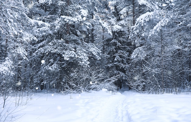 Sosnowy las po silnej burzy śnieżnej w słoneczny zimowy dzień