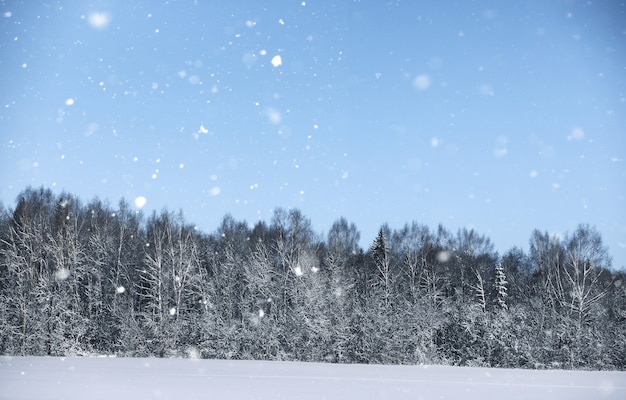 Sosnowy las po silnej burzy śnieżnej w słoneczny zimowy dzień