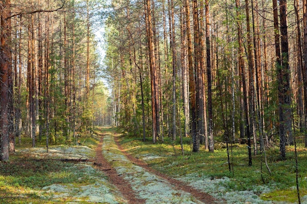 Sosnowy las z drzewami i polną drogą pokrytą mchem po południu latem Krajobraz