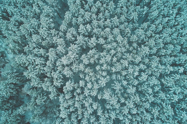 Sosnowy śnieżny Las W Zimie. Korony Drzew Pokryte śniegiem. Widok Z Lotu Ptaka