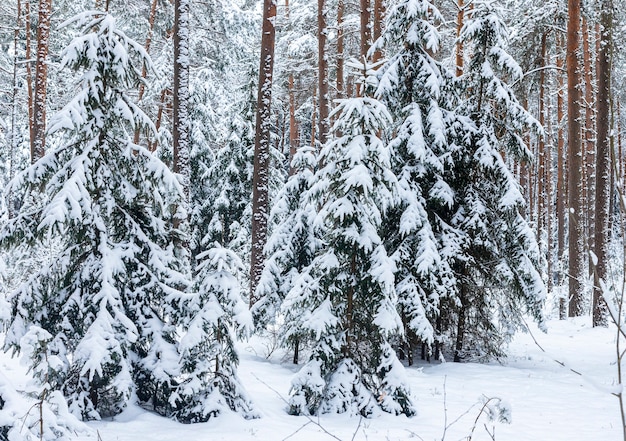 Sosny i jodły w śniegu w lesie w zimie. Malowniczy krajobraz mrozu.