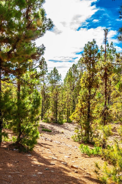 Sosny kanaryjskie pinus canariensis w Corona Forestal Nature