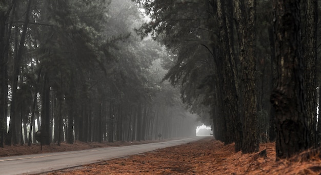 Sosny mgły drogi piękna scena
