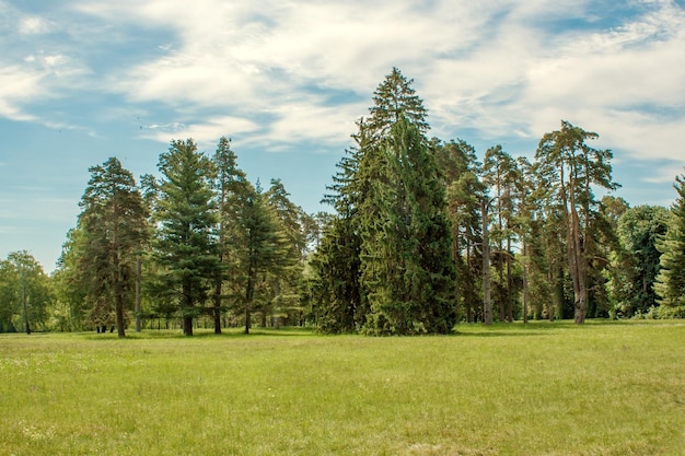 Sosny Na Polanie W Arboretum