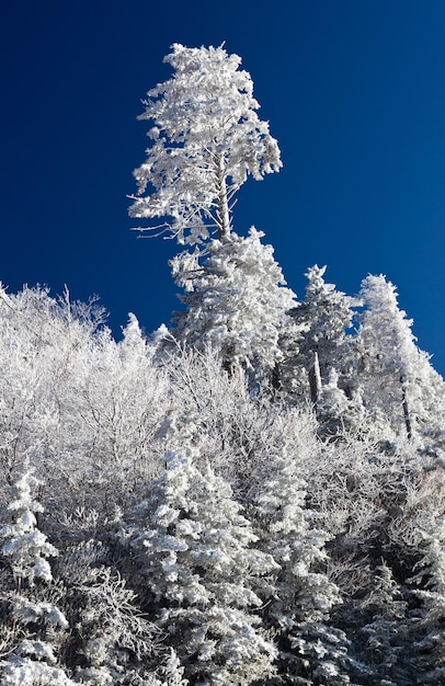 Sosny pokryte śniegiem na panoramie