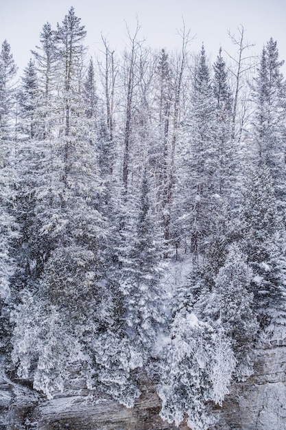 Sosny Pokryte śniegiem Podczas śnieżycy Zimą W Pobliżu Saguenay, Quebec (kanada)