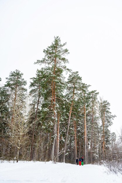 Sosny pokryte śniegiem w lesie Piękna zimowa panorama