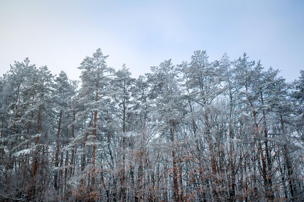 Sosny pokryte śniegiem w mroźny wieczór piękna zimowa panorama zima nadchodzą gałęzie...