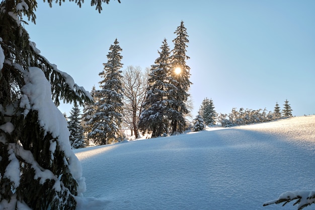Sosny pokryte świeżym opadłym śniegiem w zimowym lesie górskim na zimny jasny dzień.