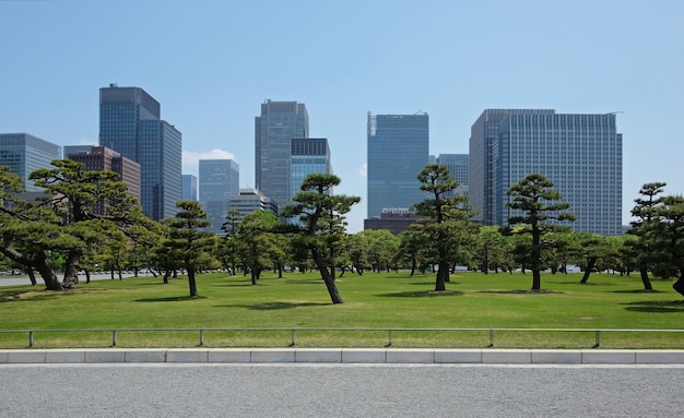 sosny rosnące w parku w centrum Tokio, Japonia