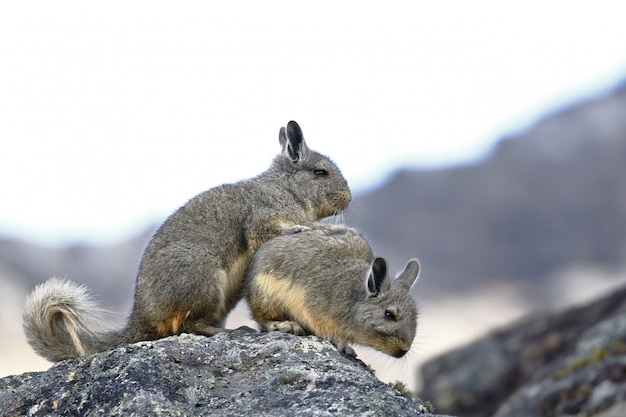 Southern Mountain Viscacha (Lagidium peruanum)