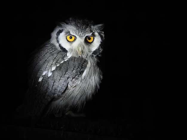 Sowa afrykańska Ptilopsis leucotis odizolowana na czarno