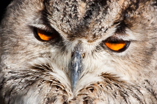 Sowa Królewska: Pełna Klasyfikacja Bubo Bubo - Aves - Neognata - Strigiformes - Striginae