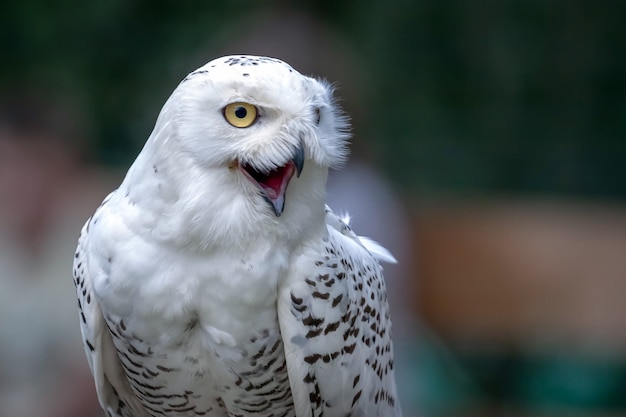 Sowa śnieżna Bubo scandiacus