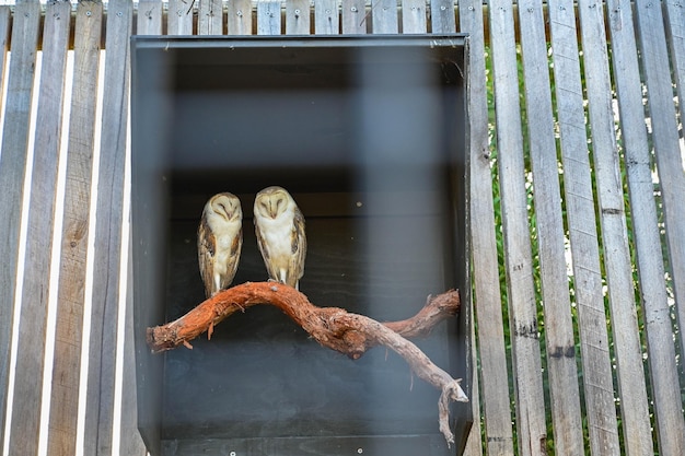 Sowa Tyto alba siedzi na drewnianej belce