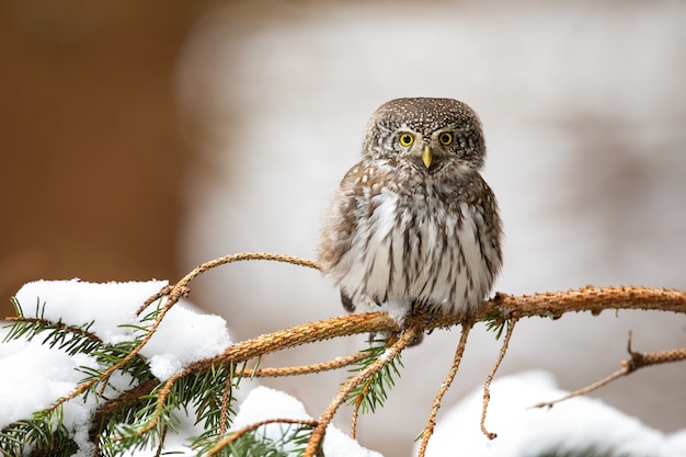 Sóweczka Zwyczajna, Glaucidium Passerinum, Zimą Siedząca Na Gałązce